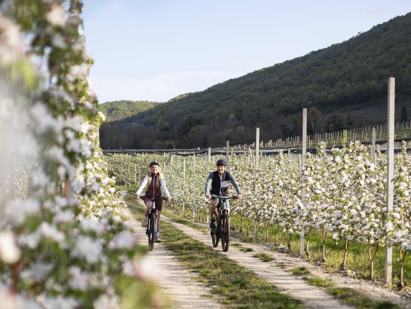 Zwei Radfahrende fahren auf einem Feldweg durch eine blühende Obstplantage vor bewaldeten Hügeln.